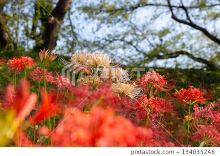 A cluster of colorful spider lilies blooming all over the bank of Sakura Tsutsumi Park in Yoshimi Town, Hiki District, Saitama Prefecture A cluster of colorful spider lilies blooming all over the bank of Sakura Tsutsumi Park in Yoshimi Town, Hiki District, Saitama Prefecture 134035248
