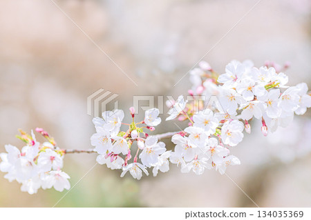 Somei Yoshino cherry blossom close-up | Blurred background Somei Yoshino cherry blossom close-up | Blurred background 134035369