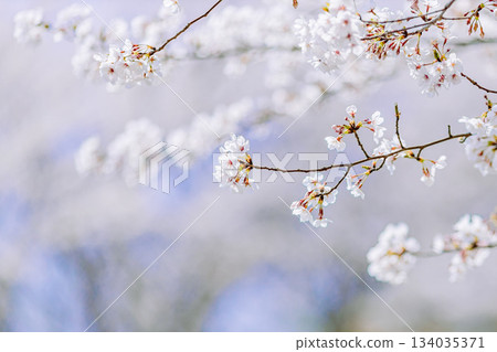 Somei Yoshino cherry blossom close-up | Blurred background Somei Yoshino cherry blossom close-up | Blurred background 134035371