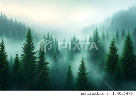 Serene Misty Forest Landscape with Tall Evergreen Trees and Soft Morning Light 134035476