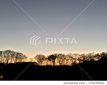 Sunset and dusk with silhouettes of trees 134036002