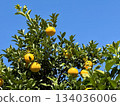 Mandarin oranges growing on the tree 134036006