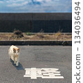 A cat walking on the street 134036494