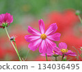 Pink cosmos and red flower background bokeh 134036495