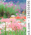 Background of pink spider lilies and white and red spider lilies 134036496