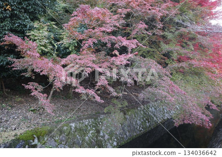 A stroll through the autumn leaves of Kyoto's Philosopher's Path A stroll through the autumn leaves of Kyoto's Philosopher's Path 134036642