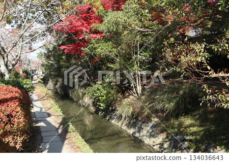 漫步京都哲學之道，欣賞秋日紅葉 134036643