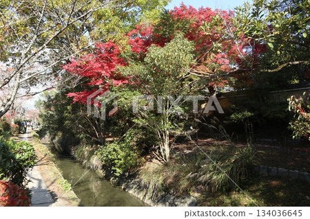 漫步京都哲學之道,欣賞秋日紅葉 漫步京都哲學之道,欣賞秋日紅葉 134036645