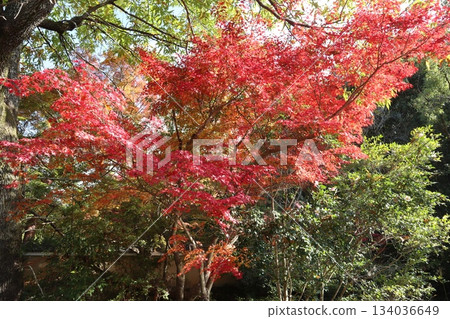 漫步京都哲學之道，欣賞秋日紅葉 134036649