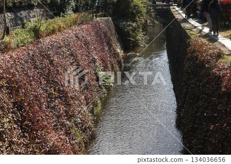 漫步京都哲學之道，欣賞秋日紅葉 134036656