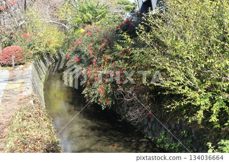 漫步京都哲學之道，欣賞秋日紅葉 134036664