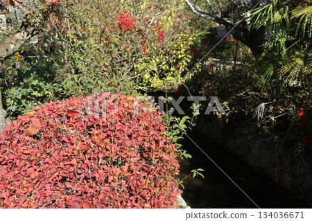 A stroll through the autumn leaves of Kyoto's Philosopher's Path 134036671