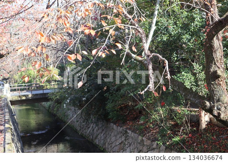 漫步京都哲學之道,欣賞秋日紅葉 漫步京都哲學之道,欣賞秋日紅葉 134036674