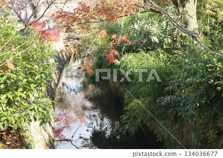 漫步京都哲學之道,欣賞秋日紅葉 漫步京都哲學之道,欣賞秋日紅葉 134036677