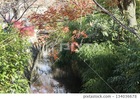 漫步京都哲學之道,欣賞秋日紅葉 漫步京都哲學之道,欣賞秋日紅葉 134036678