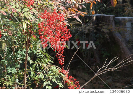 漫步京都哲學之道，欣賞秋日紅葉 134036680
