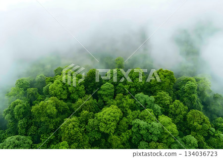 Lush Green Forest Canopy Covered in Mist and Fog with Trees Shining Under Soft Light Lush Green Forest Canopy Covered in Mist and Fog with Trees Shining Under Soft Light 134036723