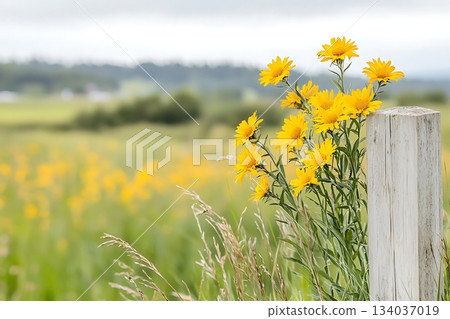 Bright Yellow Flowers Blooming Alongside Weathered Wood Post in Lush Green Field 134037019