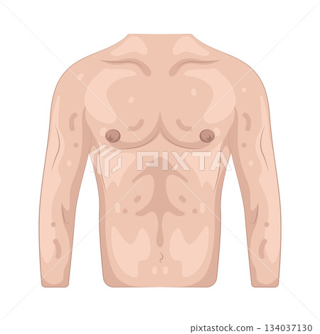 Illustration of torso Illustration of torso 134037130