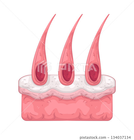 Illustration of hair follicles Illustration of hair follicles 134037134