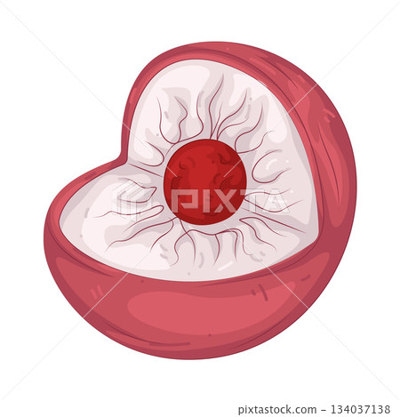 Illustration of cell nucleus Illustration of cell nucleus 134037138