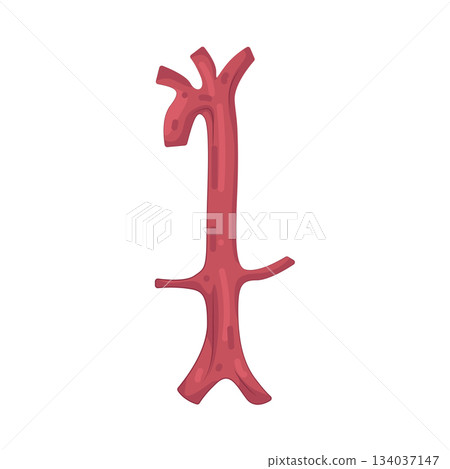 Illustration of aorta Illustration of aorta 134037147
