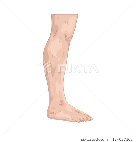 Illustration of leg Illustration of leg 134037163