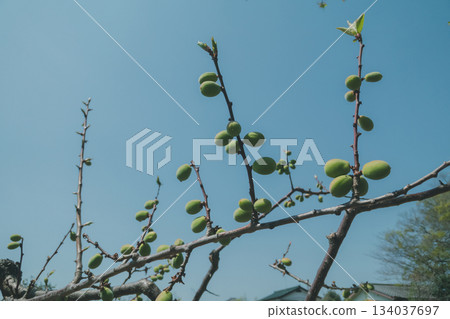 ume, fruit, bloom 134037697