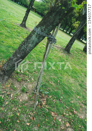 tree, wood, park 134037717