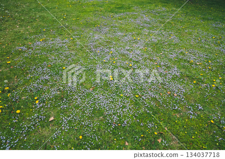 開花 花朵 花 134037718
