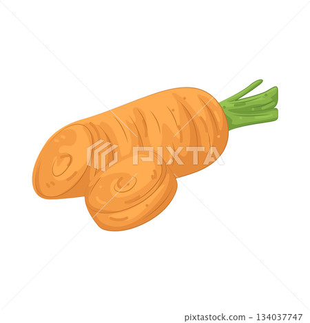 Illustration of carrot 134037747