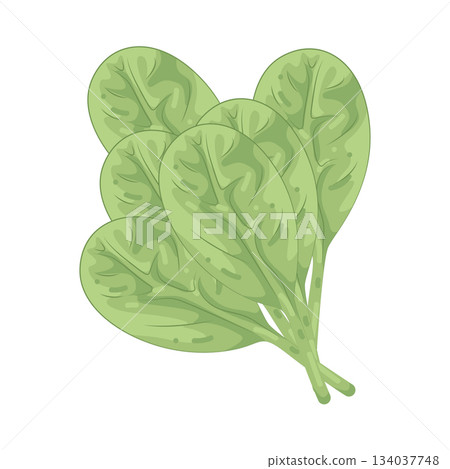 Illustration of spinach  134037748