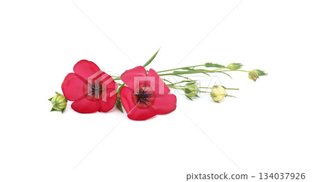 Vibrant red flax flowers with buds isolated on a clean white background 134037926