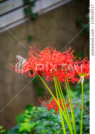 Autumn landscape of red spider lilies 134038517