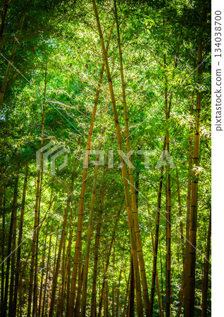 栃木郡若竹之森美麗的竹林 134038700