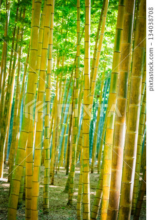 栃木郡若竹之森美麗的竹林 栃木郡若竹之森美麗的竹林 134038708