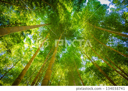 The beautiful bamboo forest of Wakatake-no-Mori in Tochigi The beautiful bamboo forest of Wakatake-no-Mori in Tochigi 134038741