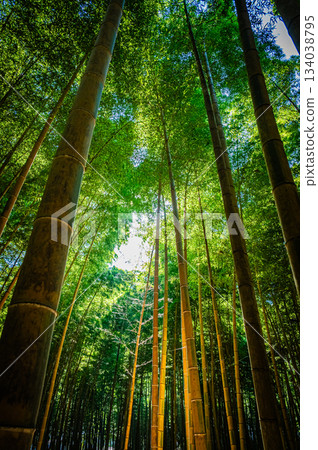 The beautiful bamboo forest of Wakatake-no-Mori in Tochigi 134038795