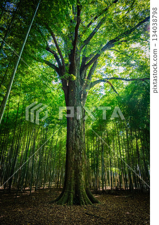 The beautiful bamboo forest of Wakatake-no-Mori in Tochigi The beautiful bamboo forest of Wakatake-no-Mori in Tochigi 134038798