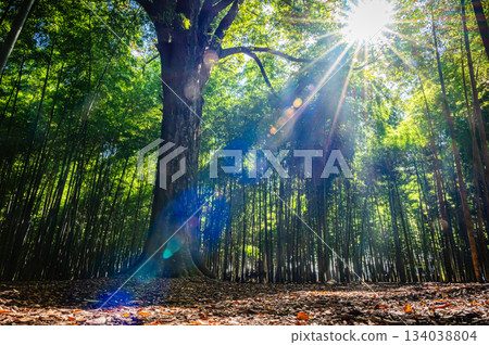 栃木郡若竹之森美麗的竹林 栃木郡若竹之森美麗的竹林 134038804