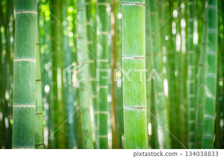 The beautiful bamboo forest of Wakatake-no-Mori in Tochigi 134038833