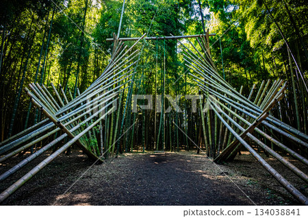 The beautiful bamboo forest of Wakatake-no-Mori in Tochigi 134038841