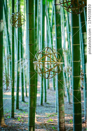 The beautiful bamboo forest of Wakatake-no-Mori in Tochigi The beautiful bamboo forest of Wakatake-no-Mori in Tochigi 134038850