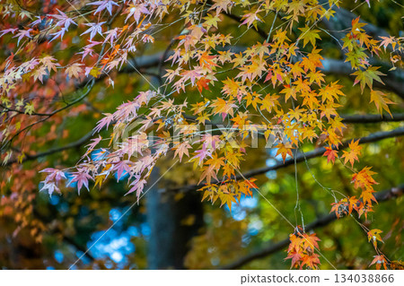 Autumn leaves of maple trees in Korankei Autumn leaves of maple trees in Korankei 134038866