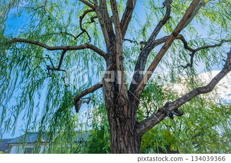 倉敷美觀歷史街區的古老街道和白牆景色 134039366