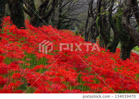 在埼玉縣比企郡吉見町的櫻花堤公園，櫻花樹岸邊盛開著一簇簇鮮紅的彼岸花。 134039470