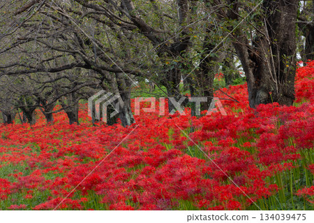 A cluster of bright red spider lilies blooming all over the bank of the cherry blossom trees at Sakura Tsutsumi Park in Yoshimi Town, Hiki District, Saitama Prefecture 134039475