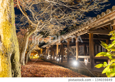Tofukuji Temple in late autumn, illuminated Tsutenkyo Bridge, Kyoto City, Kyoto Prefecture Tofukuji Temple in late autumn, illuminated Tsutenkyo Bridge, Kyoto City, Kyoto Prefecture 134039849