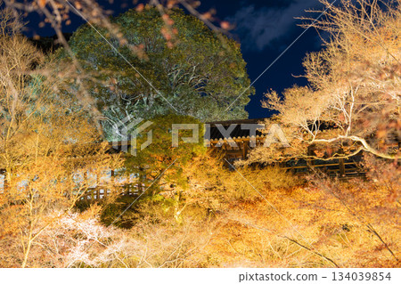 Tofukuji Temple in late autumn, illuminated Tsutenkyo Bridge, Kyoto City, Kyoto Prefecture Tofukuji Temple in late autumn, illuminated Tsutenkyo Bridge, Kyoto City, Kyoto Prefecture 134039854