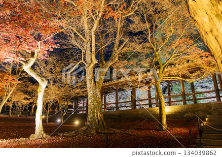 Tofukuji Temple in late autumn, illuminated Tsutenkyo Bridge, Kyoto City, Kyoto Prefecture 134039862
